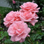 Rozenstruik roze